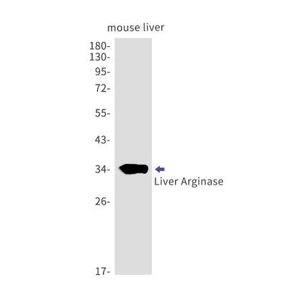 Western Blot: Arginase 1/ARG1/liver Arginase Antibody (S03-6I4) [NBP3-19678]