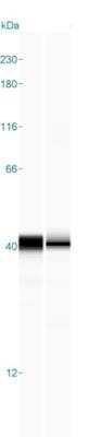 Simple Western: Arginase 1/ARG1/liver Arginase Antibody [NBP1-87490]