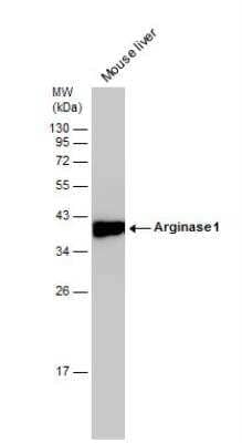 Western Blot: Arginase 1/ARG1/liver Arginase AntibodyBSA Free [NBP1-32731]