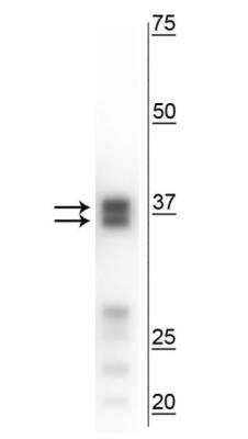 Western Blot: Arginase 1/ARG1/liver Arginase Antibody [NBP3-11945]