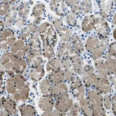 Immunohistochemistry-Paraffin: Argininosuccinate Lyase Antibody [NBP1-87462]