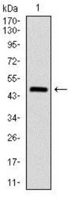 Western Blot: Argininosuccinate Synthase Antibody (2B10)BSA Free [NBP2-37520]