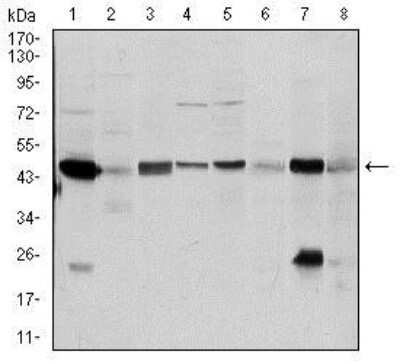 Western Blot: Argininosuccinate Synthase Antibody (2C10)BSA Free [NBP2-37518]