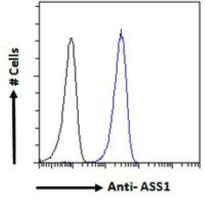 Flow Cytometry: Argininosuccinate Synthase Antibody [NBP1-00153]