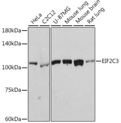 Western Blot: Argonaute 3 Antibody (8E0O6) [NBP3-15939]