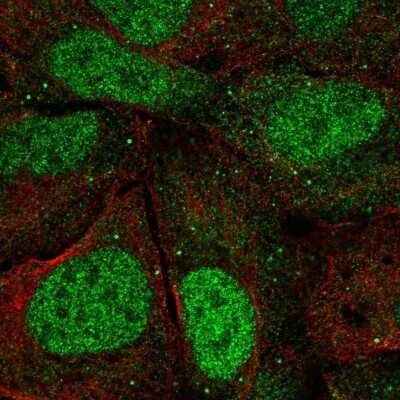 Immunocytochemistry/ Immunofluorescence: Argonaute 3 Antibody [NBP2-57983]