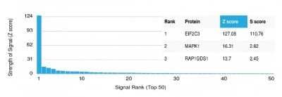 Protein Array: Argonaute 3 Antibody (PCRP-AGO3-1C5) [NBP3-13873]