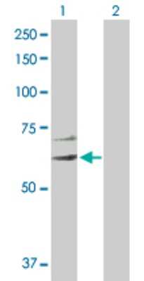 Western Blot: Argonaute 3 Antibody [H00192669-D01P]