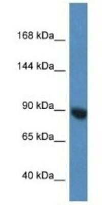 Western Blot: Argonaute 3 Antibody [NBP1-91494]