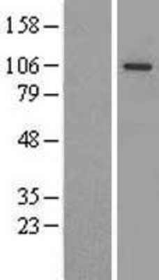 Western Blot: Argonaute 3 Overexpression Lysate [NBL1-10184]