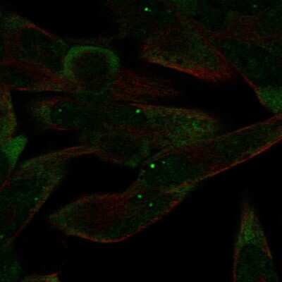 Immunocytochemistry/ Immunofluorescence: Argonaute 4 Antibody [NBP2-57022]