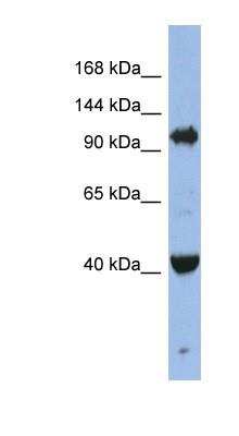 Western Blot: Argonaute 4 Antibody [NBP1-55239]