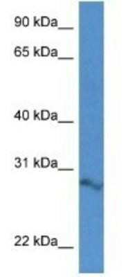 Western Blot: Arpin Antibody [NBP1-91468]