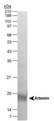 Western Blot: Artemin AntibodyBSA Free [NB300-161]