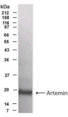 Western Blot: Artemin AntibodyBSA Free [NBP2-23618]