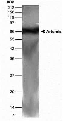 Western Blot: Artemis AntibodyBSA Free [NB100-183]