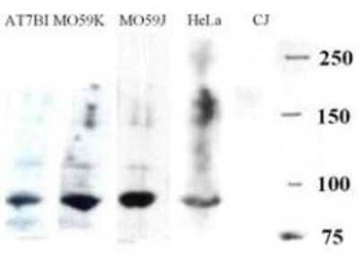 Western Blot: Artemis Antibody [NBP1-77975]