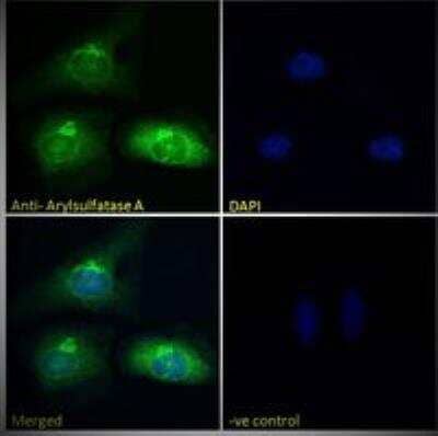 Immunocytochemistry/ Immunofluorescence: Arylsulfatase A/ARSA Antibody [NBP1-00154]