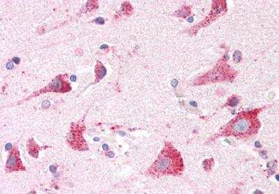 Immunohistochemistry-Paraffin: Arylsulfatase A/ARSA Antibody [NBP1-00154]