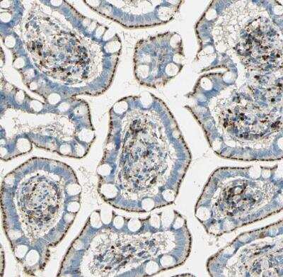 Immunohistochemistry-Paraffin: Arylsulfatase A/ARSA Antibody [NBP1-86135]