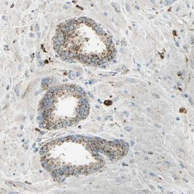 Immunohistochemistry-Paraffin: Arylsulfatase A/ARSA Antibody [NBP1-86135]