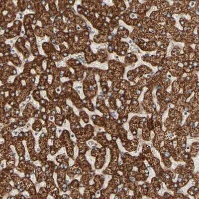 Immunohistochemistry-Paraffin: Arylsulfatase D Antibody [NBP1-87486]