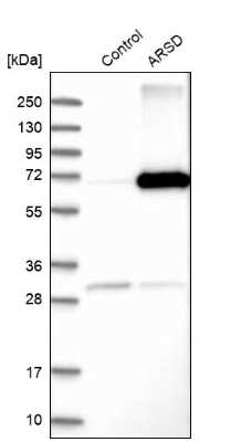 Western Blot: Arylsulfatase D Antibody [NBP1-87486]