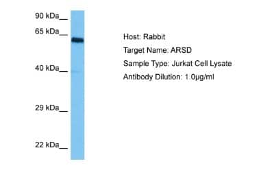 Western Blot: Arylsulfatase D Antibody [NBP2-87043]