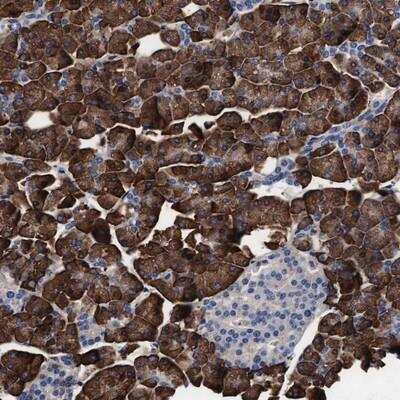 Immunohistochemistry-Paraffin: Arylsulfatase G/ARSG Antibody [NBP1-82947]