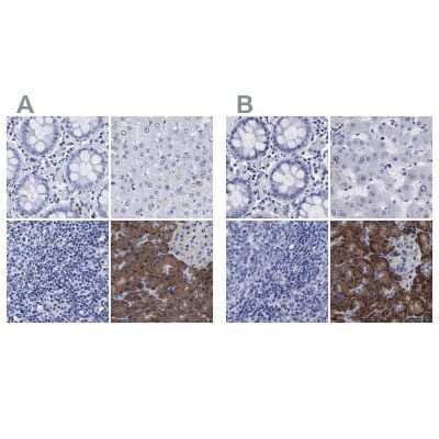 Immunohistochemistry-Paraffin: Arylsulfatase G/ARSG Antibody [NBP1-82947]