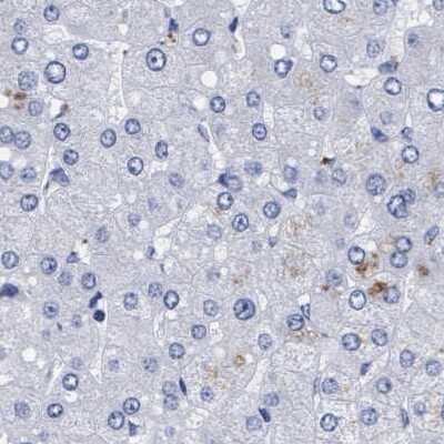 Immunohistochemistry-Paraffin: Arylsulfatase G/ARSG Antibody [NBP1-82947]