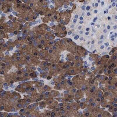 Immunohistochemistry-Paraffin: Arylsulfatase G/ARSG Antibody [NBP1-82947]