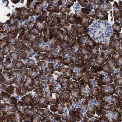 Immunohistochemistry-Paraffin: Arylsulfatase G/ARSG Antibody [NBP1-82948]