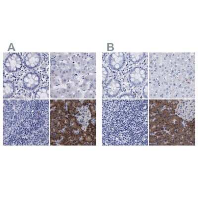 Immunohistochemistry-Paraffin: Arylsulfatase G/ARSG Antibody [NBP1-82948]