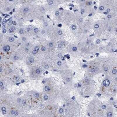 Immunohistochemistry-Paraffin: Arylsulfatase G/ARSG Antibody [NBP1-82948]