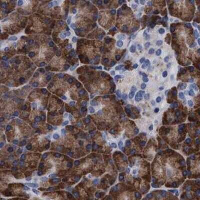 Immunohistochemistry-Paraffin: Arylsulfatase G/ARSG Antibody [NBP1-82948]