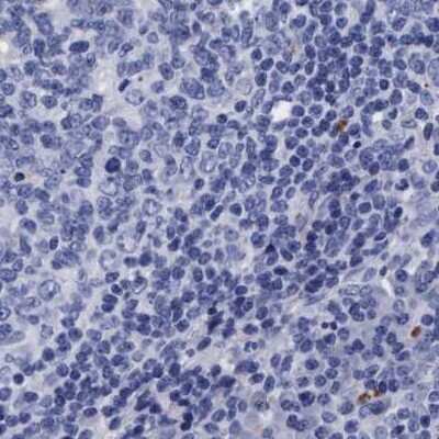 Immunohistochemistry-Paraffin: Arylsulfatase G/ARSG Antibody [NBP1-82948]