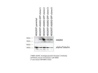 Western Blot: Asialoglycoprotein Receptor 2 Antibody (OTI2A12)Azide and BSA Free [NBP2-70212]