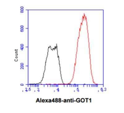 Flow Cytometry: Aspartate Aminotransferase Antibody (3G11) - BSA Free [NBP2-59483]
