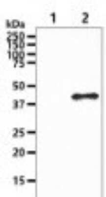 Western Blot: Aspartate Aminotransferase Antibody (3G11)BSA Free [NBP2-59483]