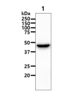 Western Blot: Aspartate Aminotransferase Antibody (3G11)BSA Free [NBP2-59483]