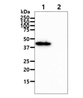 Western Blot: Aspartate Aminotransferase Antibody (3G11)BSA Free [NBP2-59483]