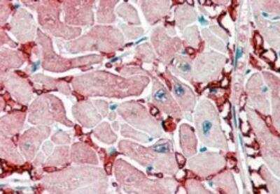 Immunohistochemistry-Paraffin: Aspartate Aminotransferase Antibody [NB100-93403]