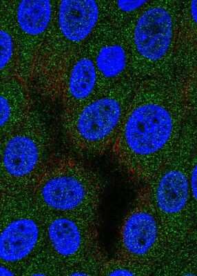 Immunocytochemistry/ Immunofluorescence: Aspartyl Aminopeptidase Antibody [NBP1-91685]
