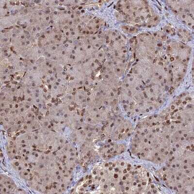 Immunohistochemistry-Paraffin: Aspartyl Aminopeptidase Antibody [NBP1-91684]