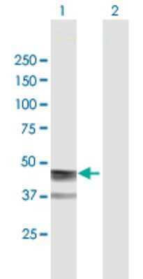 Western Blot: Asporin Antibody [H00054829-B01P]