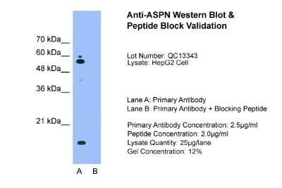 Western Blot: Asporin Antibody [NBP1-58061]