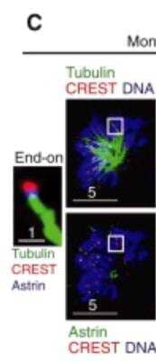 Immunocytochemistry/ Immunofluorescence: Astrin Antibody [NB100-74638]