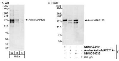 Western Blot: Astrin Antibody [NB100-74639]