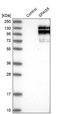 Western Blot: Astrin Antibody [NBP1-85262]